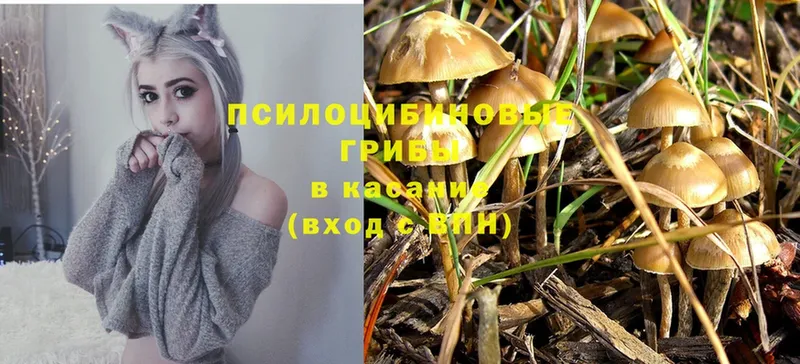 Псилоцибиновые грибы MAGIC MUSHROOMS  Краснозаводск 